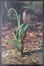 Ciabatta da donna (Cypripedium