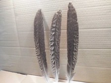 4 piume di pavone colorate