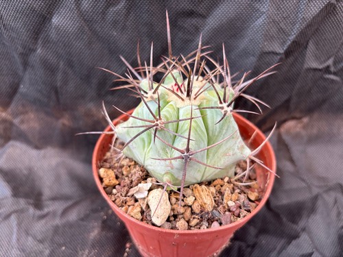 Echinocactus platyacantus - echinocactus,