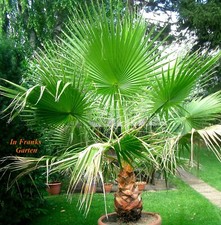 Washingtonia robusta