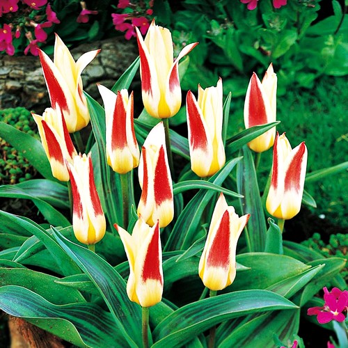 Tulipani bulbi fiori - bulbi,