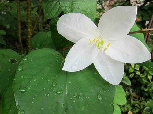 Bauhinia acuminata snowy - bauhinia,