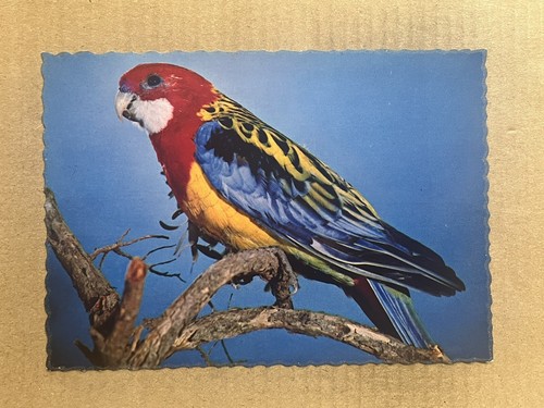 Cartolina orientale rosella - cartolina,