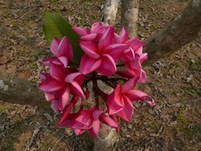 Raffles talea ramificata - raffles,