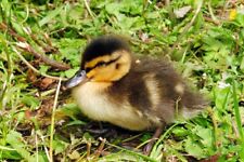 Duckling Baby Duck Photograph