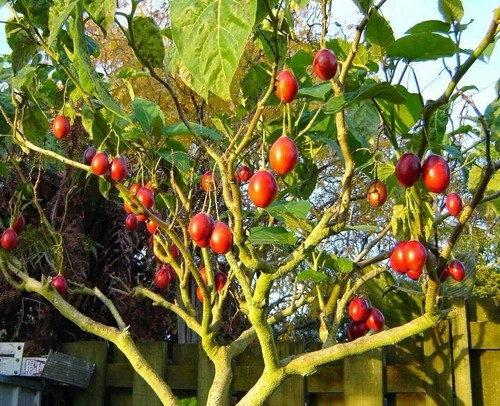 Cyphomandra betacea solanum - cyphomandra,