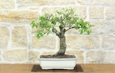 Bonsai di Ciliegio Selvatico