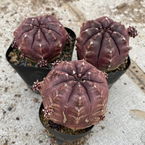 Gymnocalycium mihanovichii