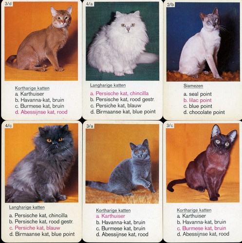 Domestic cat playing cards - playing,