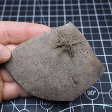 Starfish Trilobite tracce