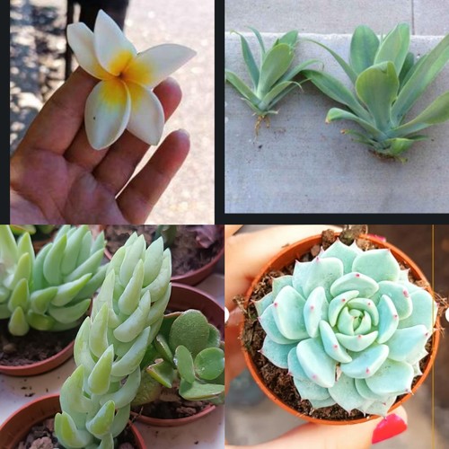 Agave attenuata 2 - agave, attenuata,