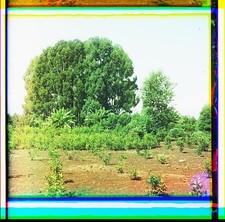 Foto: Gruppo evkaliptov i plantat?s?ii?a? Olea Fragrans. [Chakva]