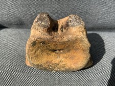 Fossil plesiosaur vertebra - fossil,