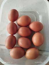 10 UOVA Di Galline Ovaiole O Livornesi, Del Contadino