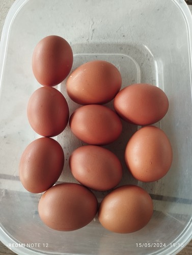 Uova galline ovaiole o - galline,