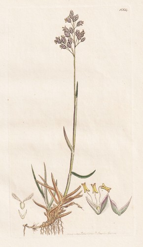 Poa subcaerulea erbe botanica - poa,