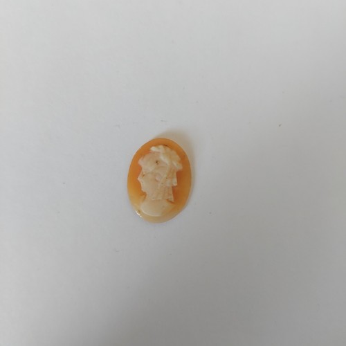 Cammei camei cameo conchiglia - cammei,