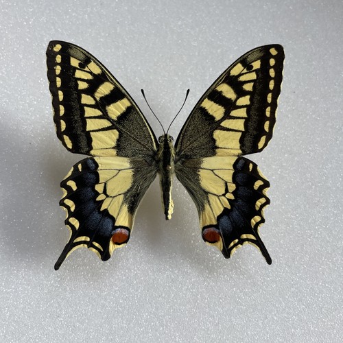 Entomologia*Papilio