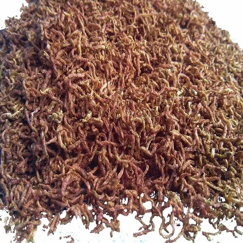 Bloodworms pesce cibo - pesce,