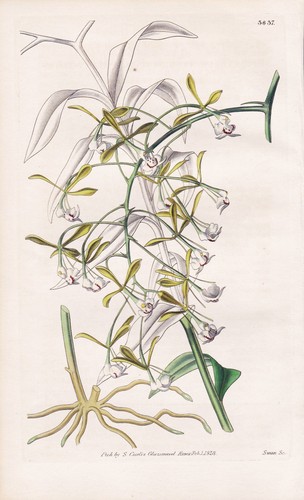 Epidendrum floribundum mexico - epidendrum,