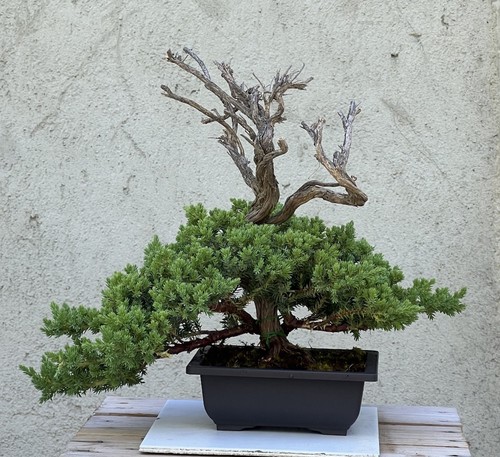 Bonsai ginepro - bonsai,