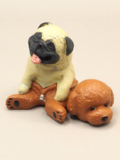 Carlino giocattolo barboncino