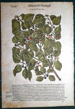 Stampa antica MATTIOLI