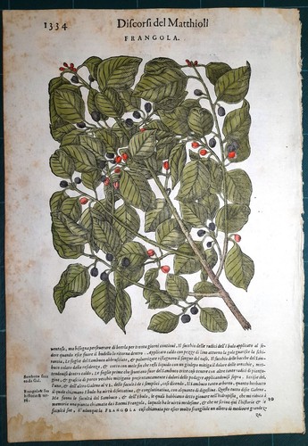 Stampa antica mattioli - antica,