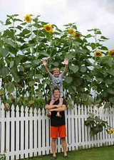 GIRASOLE GIGANTE, GIANT SUNFLOWER - FINO A 4 METRI DI ALTEZZA, 10 SEMI SCELTI