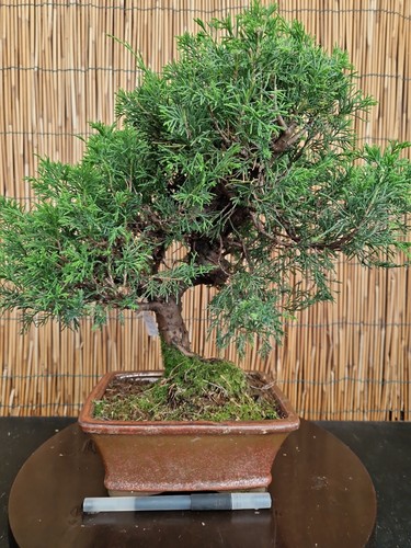Bonsai ginepro 38cm - bonsai,