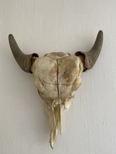 Teschio di toro, teschio di manzo vero con corna da decorare (occidentale/medioevo)