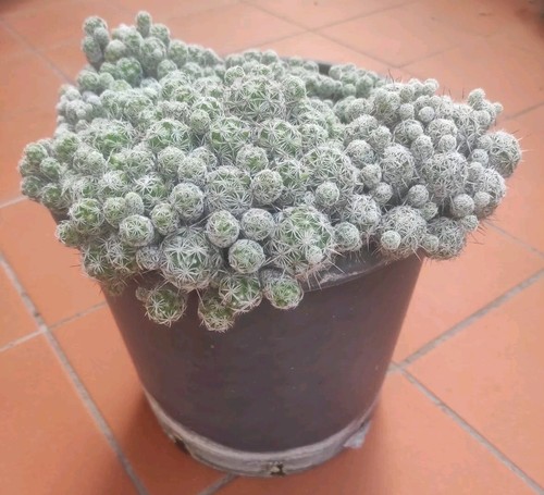 1 vaso 3 - vaso,