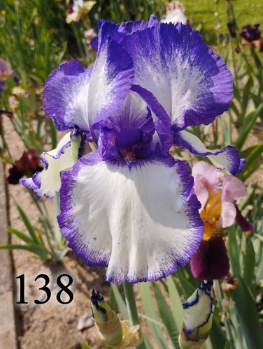 Rizoma iris germanica - 1,