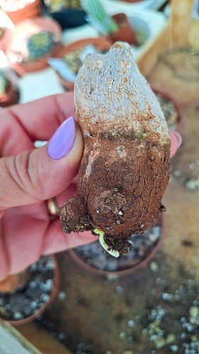 Cucurbitaceae langobaya - cucurbitaceae,