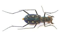 COLEOPTERA, CICINDELINAE