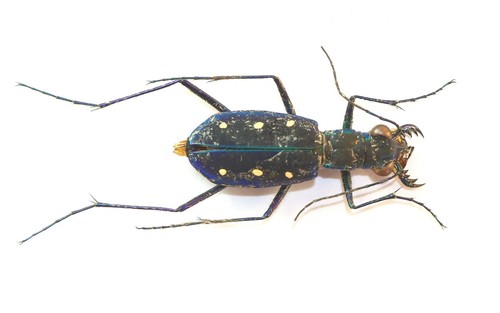 Coleoptera cicindelinae - coleoptera,,