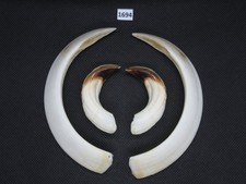 Arma cinghiale (n. 1694), armi