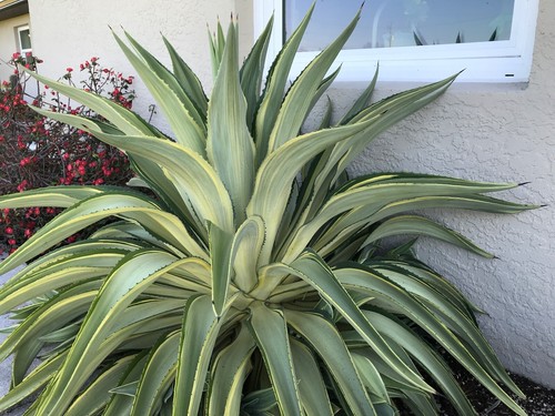Agave joe hoak variegated - agave,,