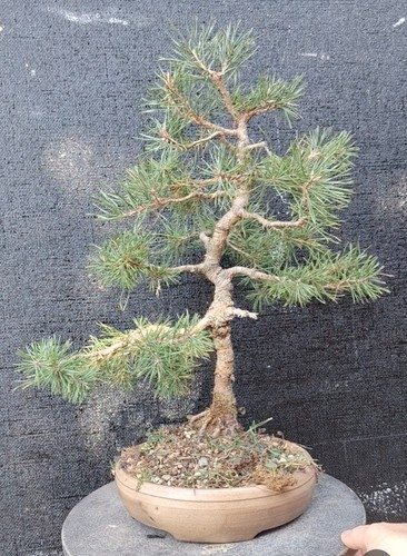 Bonsai pino silvestre - silvestre, yamadori