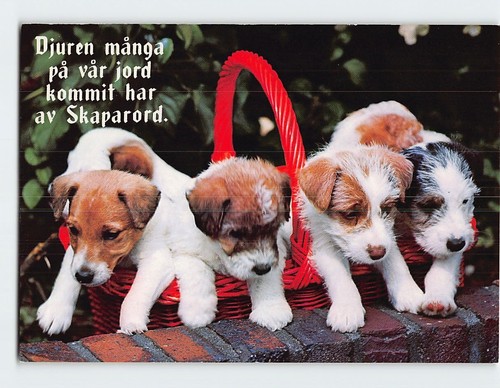 Cartolina jack russell terrier - jack,