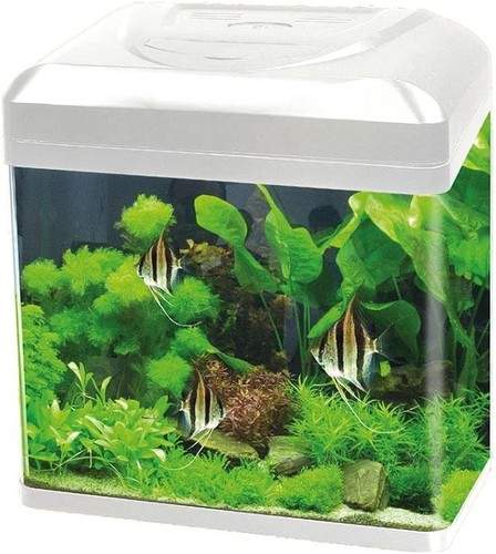 Acquario billy bianco - acquario,
