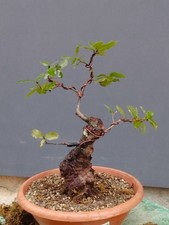Pre-Bonsai Di Leccio 40x11cm