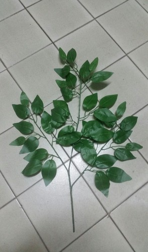 Steli foglia ficus - steli,