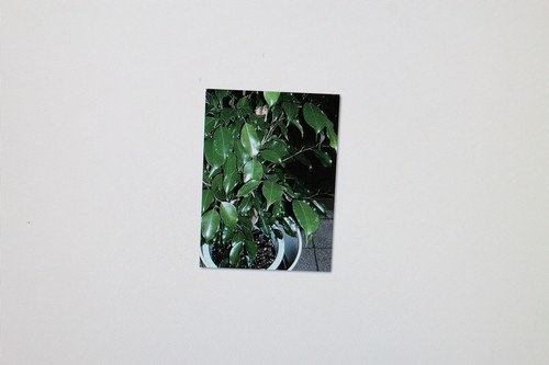 2x20 seme ficus - 2x20, benjamina