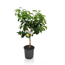 Pompelmo rosa "Citrus Paradisi" pianta di Agrumi di Sicilia in vaso ø22 cm