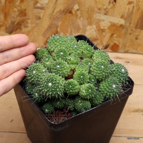 Mammillaria spinosissima