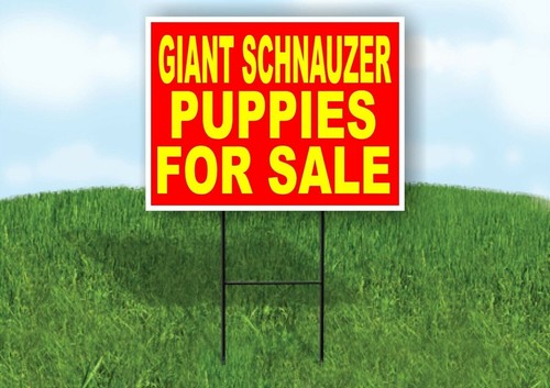 Schnauzer gigante cuccioli - schnauzer,