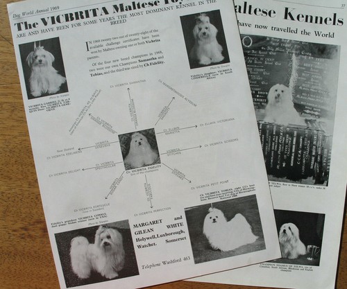 Maltese toy dog breed - toy,