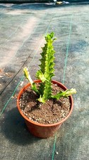 Euphorbia trigona Variegata CV Mint succulente cactus piante grasse pot 17 cm