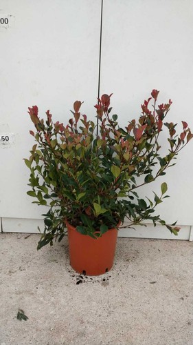 Pianta photinia fraseri - pianta, x